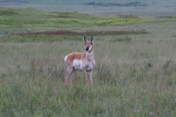 An antelope.