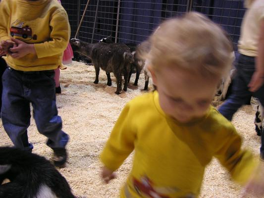 Noah ran around looking at the animals but didn't really want to pet them.