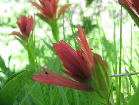 wildflowers