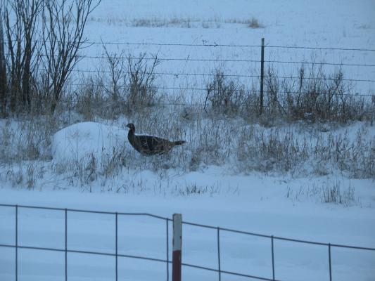 A turkey.