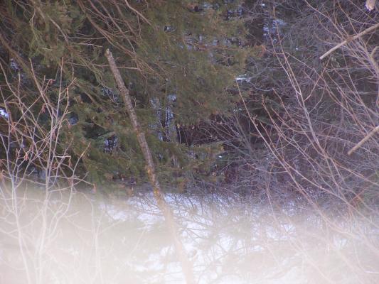 There's a moose in there somewhere.