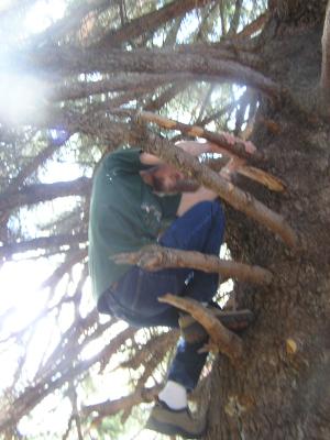 David is climbing the tree.