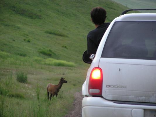 Some tourist hanging out of the car taking a picture of an elk.