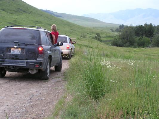 Beverly takes pictures of elk.