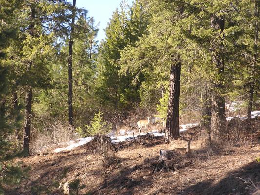 Some deer by the side of the road.