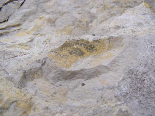 More fossils.