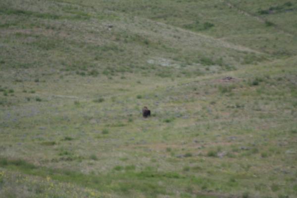 A buffalo.