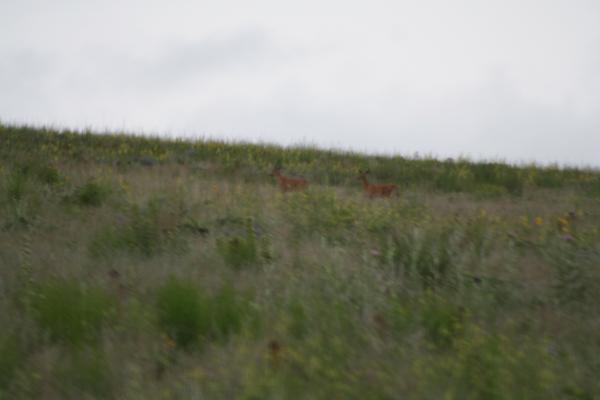 A couple more deer.