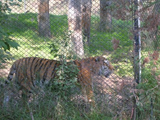 Zoo Montana 2006