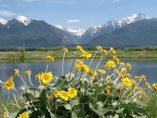 Sunflowers under the Mission Mountains.