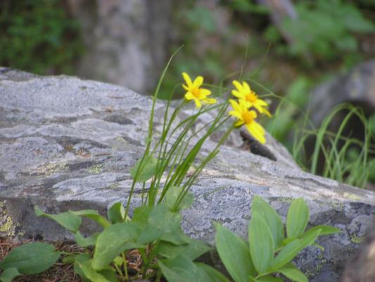 wildflowers