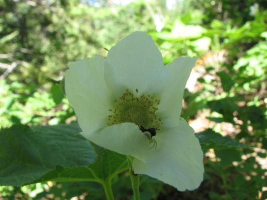 wildflower
