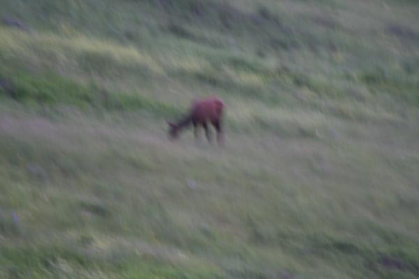 An elk.