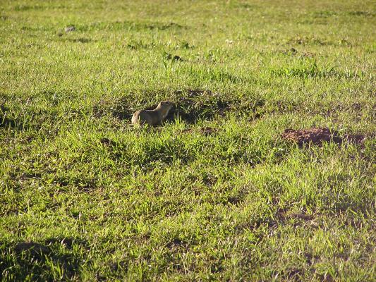 A touch of home. Prarie Dogs.