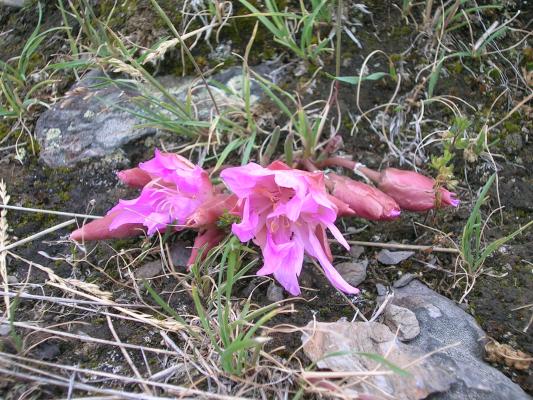 Bitter Root. The State flower of Montana.