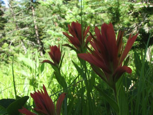 wildflowers