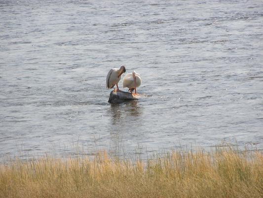 A funny bird the pelican. His beak holds more than his belly can.