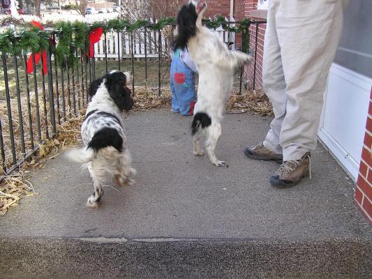 The dogs jump.