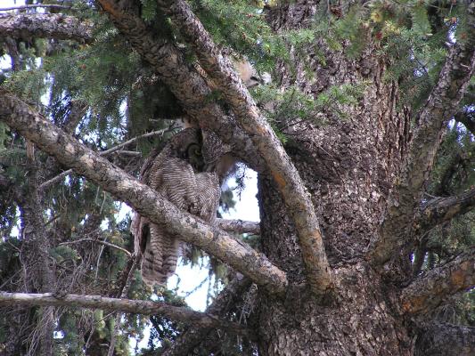 This owl is nesting at the MSU campus.