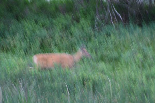 A deer.