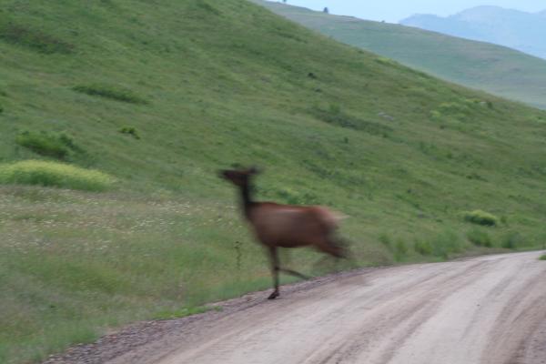 An elk crosses the road.