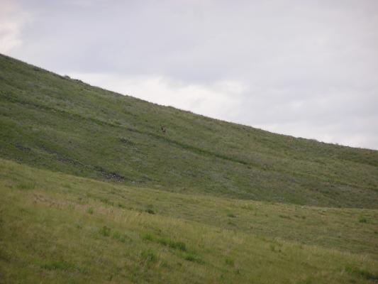 Can you see the elk?