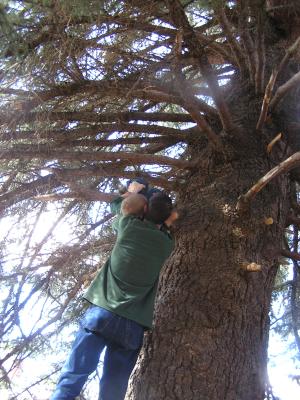 David helps Noah climb the tree.