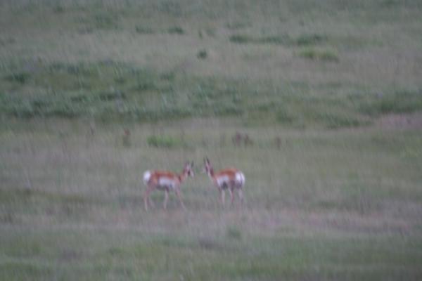 A couple of antelope.