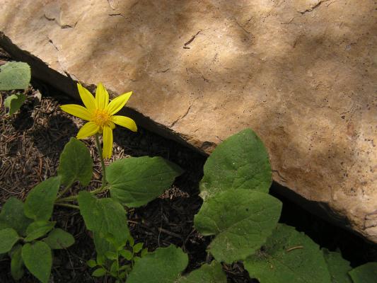 Pretty yellow flower.
