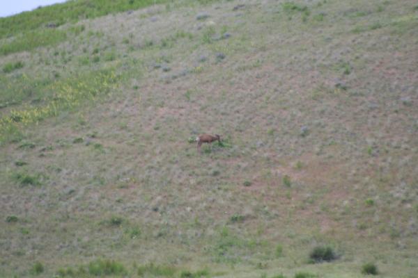 Another deer.