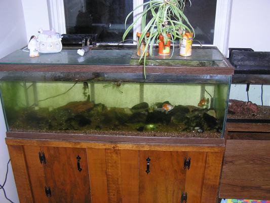 Time to clean the gold fish tank.