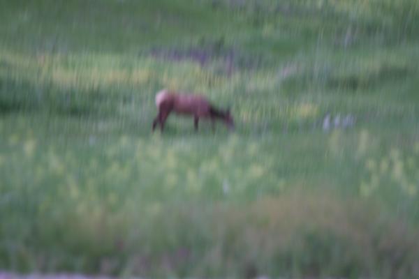 Foggy elk at the Bison Range.