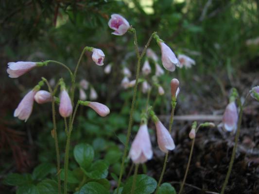 wildflowers