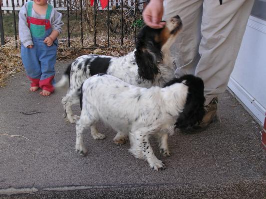 Walt has some English Cocker Spaniels.