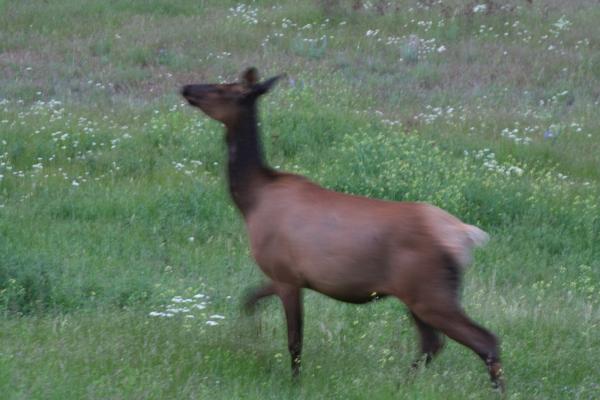 An elk.