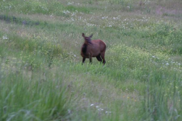 An elk