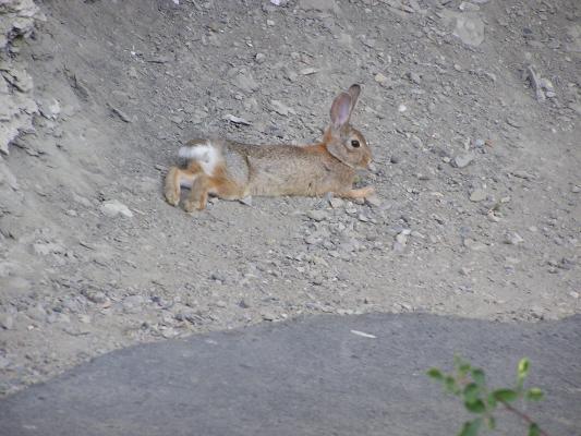 A bunny chillin in the shade