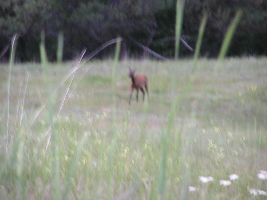 A baby elk.