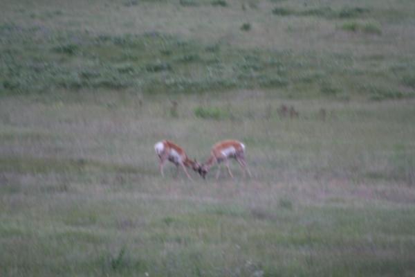 A couple of antelope.