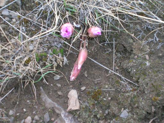 Bitter Root. The State flower of Montana.