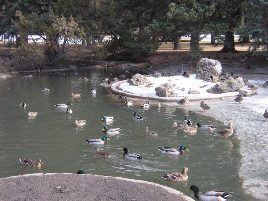 The ducks at the University duck pond.