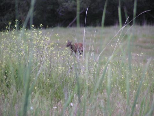 An elk.