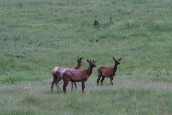 Some elk.