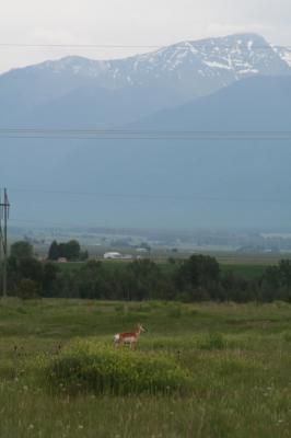 Antelope under the Mission Mountains.