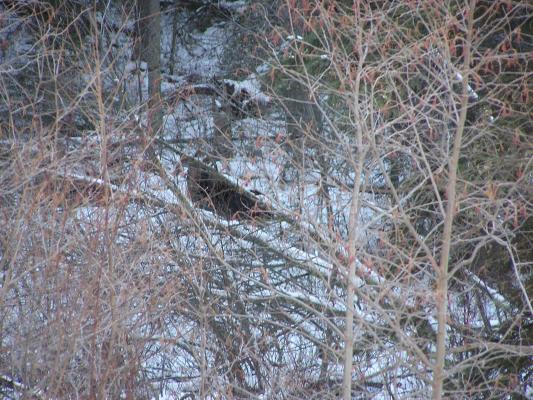David's photo of a moose. There's another one to the left.