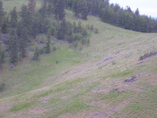 There are deer by the fence.