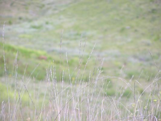 A view of the grass in front of the deer.