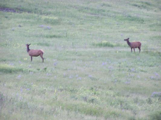 A couple of elk.