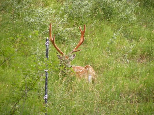 Asian deer.