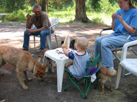 Let's feed the dogs